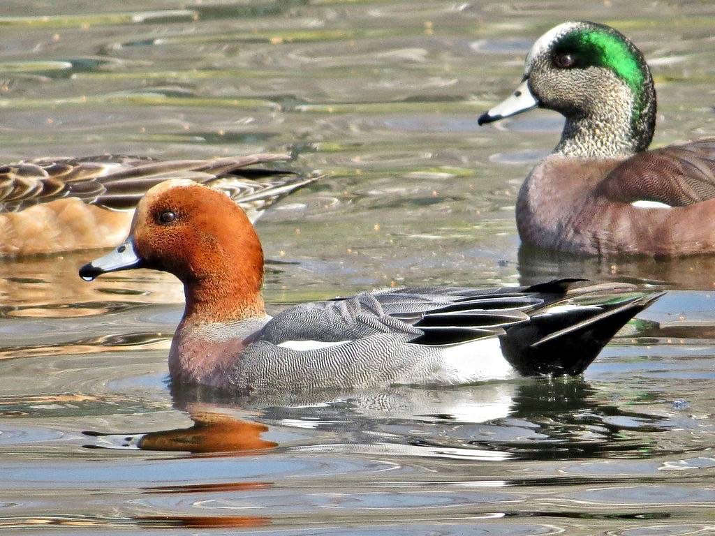 Eurasian Wigeon by Birdman of Beaverton is licensed under CC BY-NC-SA 2.0